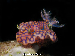 Ceratosona sinuatum on Similan Islands.
Shot with CANON G9 by Alex Varani 